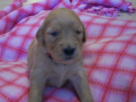 picture of Red Puppy Paws 6